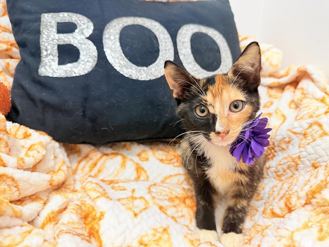 Haley And Harper thumbnail 5