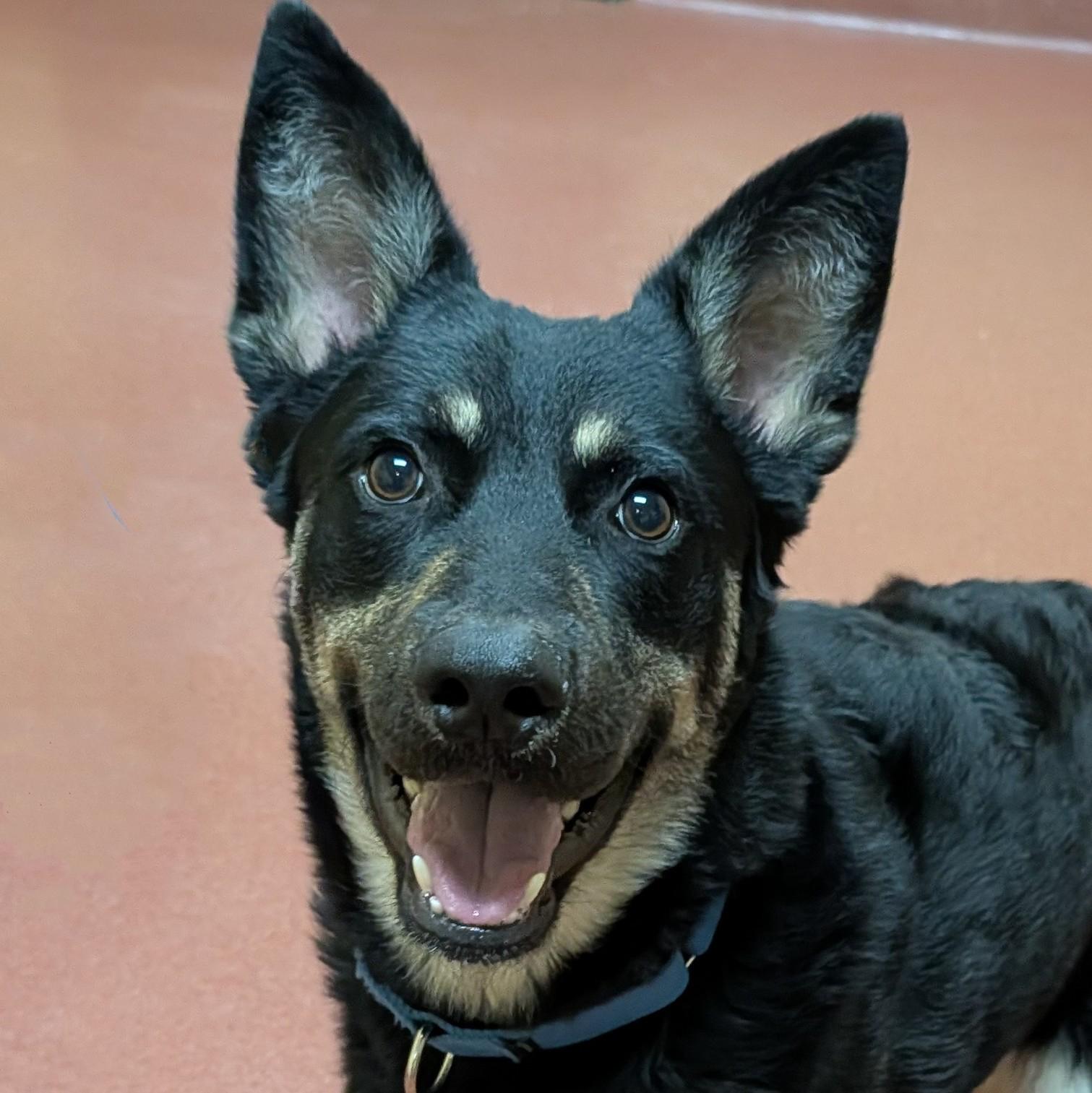 Enlarge Zulu, a ADOPTABLE mixed breed in Accident, MD image 1/6