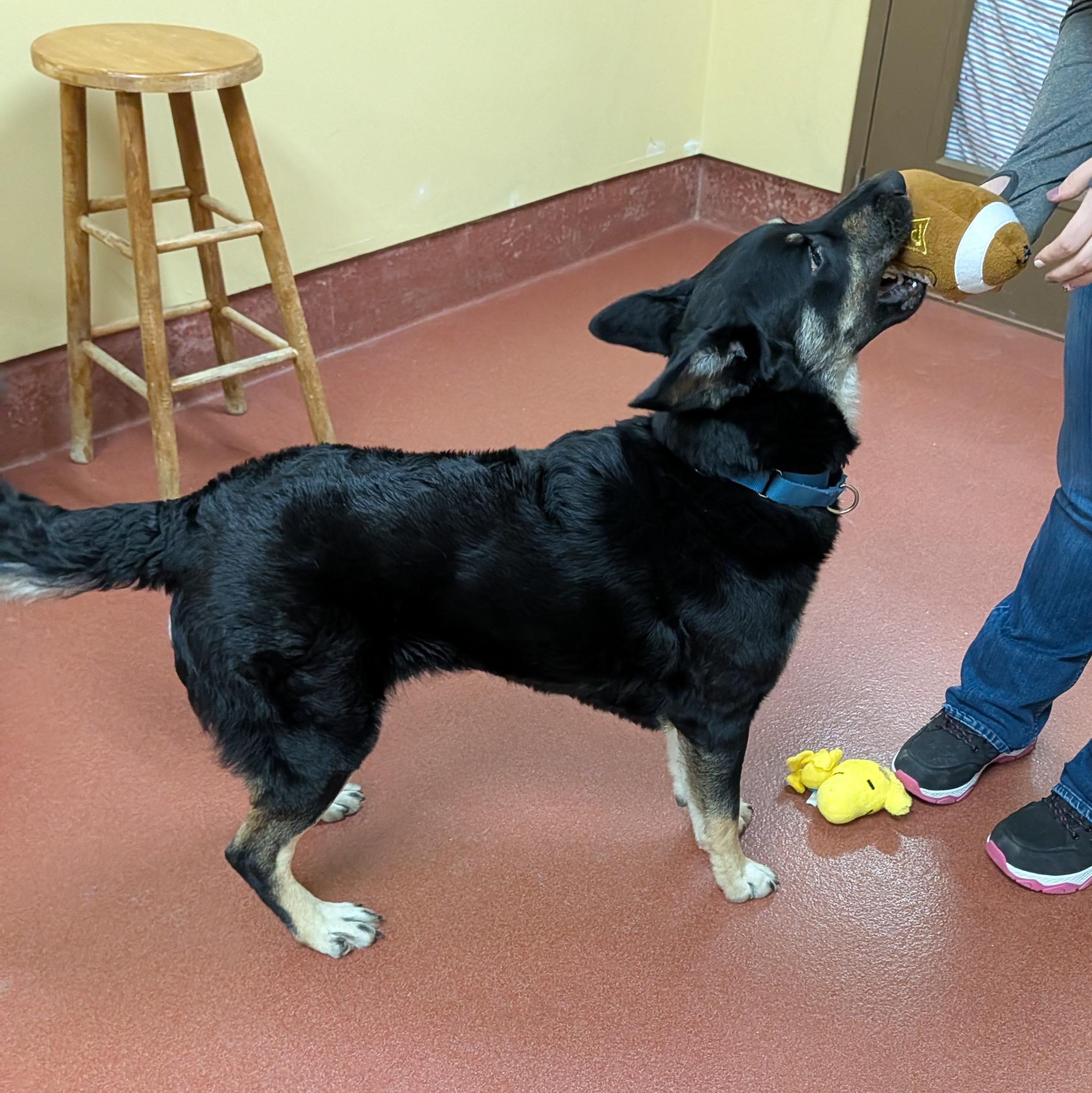 Enlarge Zulu, a ADOPTABLE mixed breed in Accident, MD image 5/6