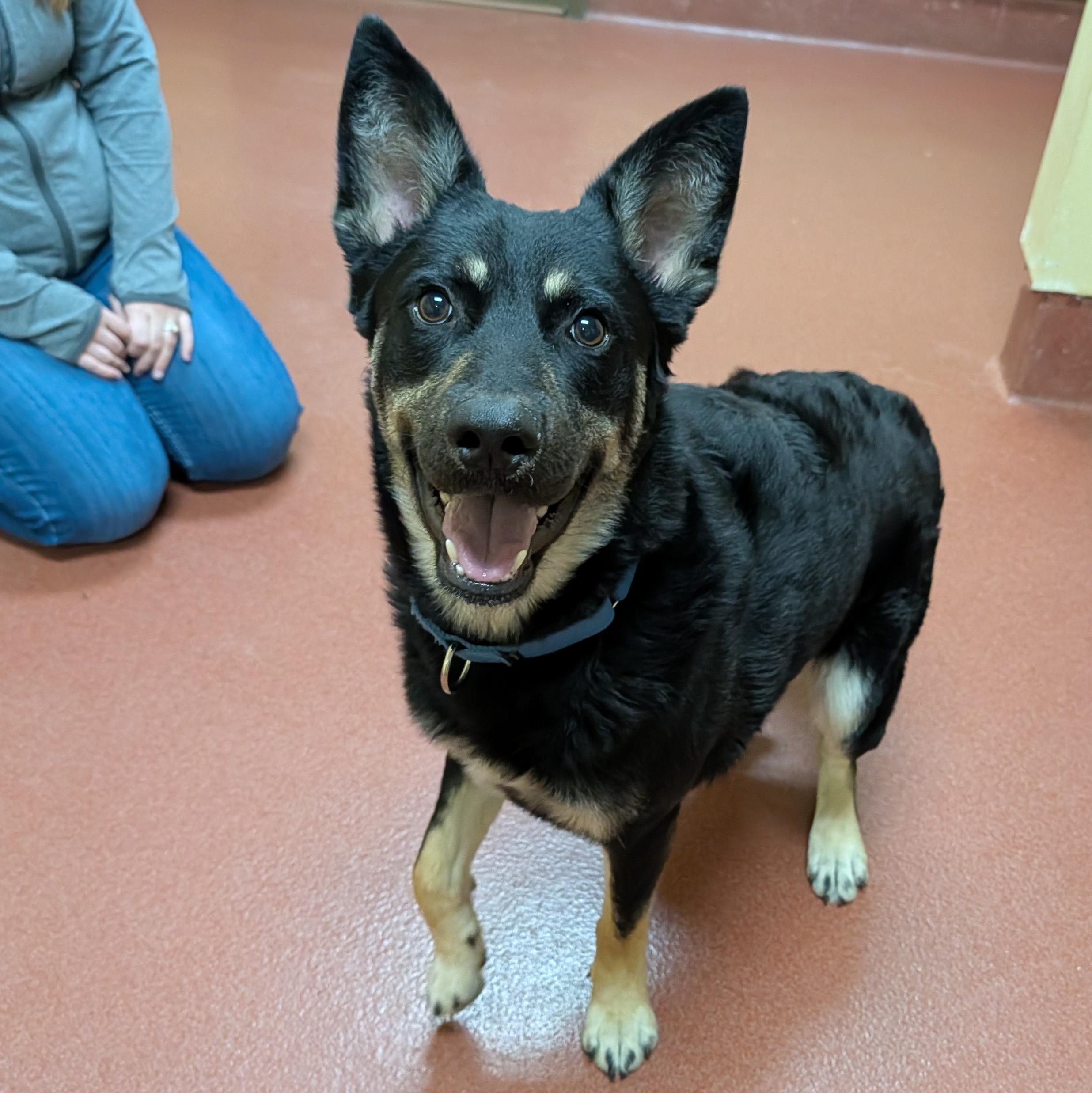 Enlarge Zulu, a ADOPTABLE mixed breed in Accident, MD image 6/6