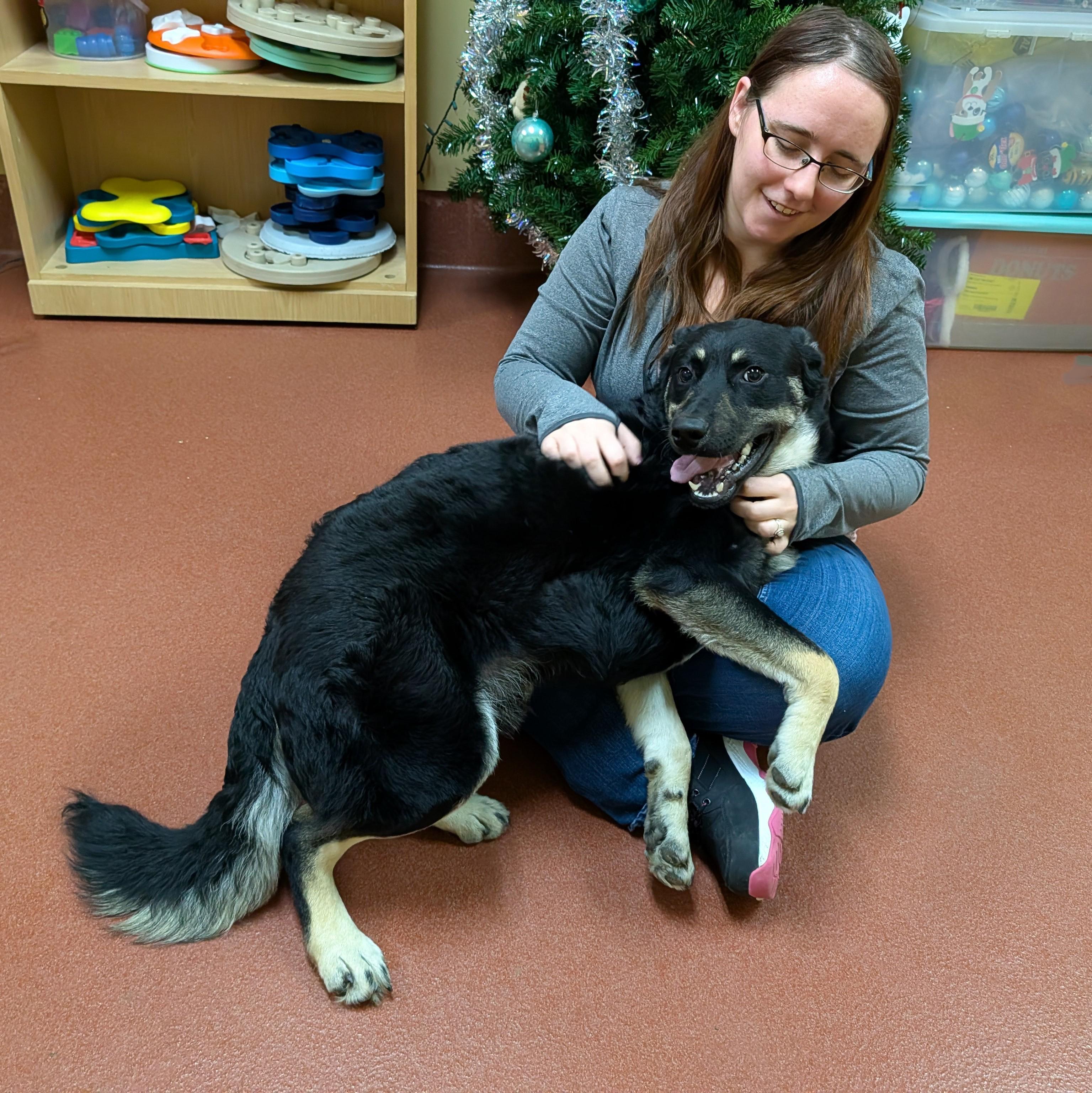 Enlarge Zulu, a ADOPTABLE mixed breed in Accident, MD image 3/6