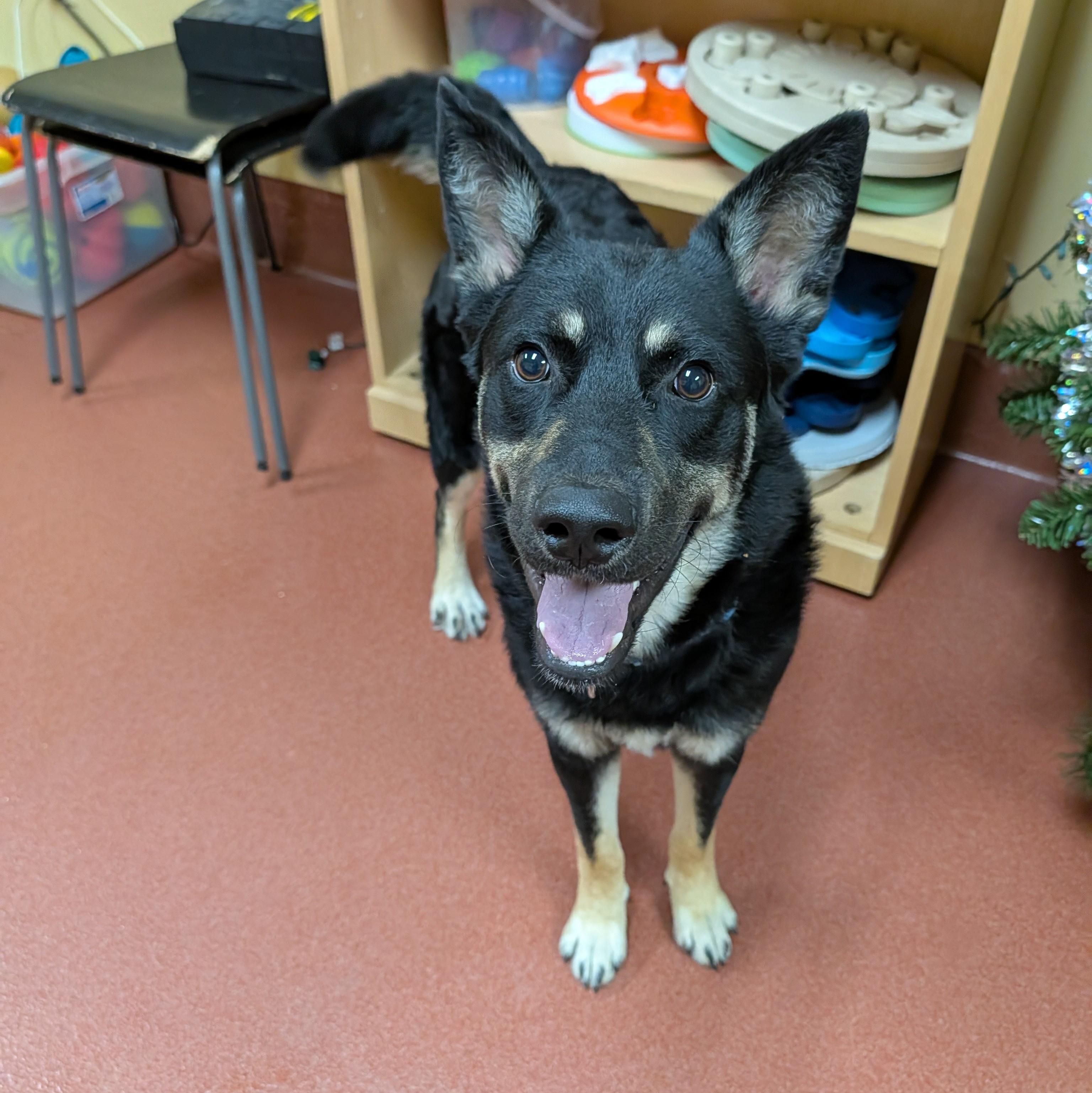 Enlarge Zulu, a ADOPTABLE mixed breed in Accident, MD image 4/6