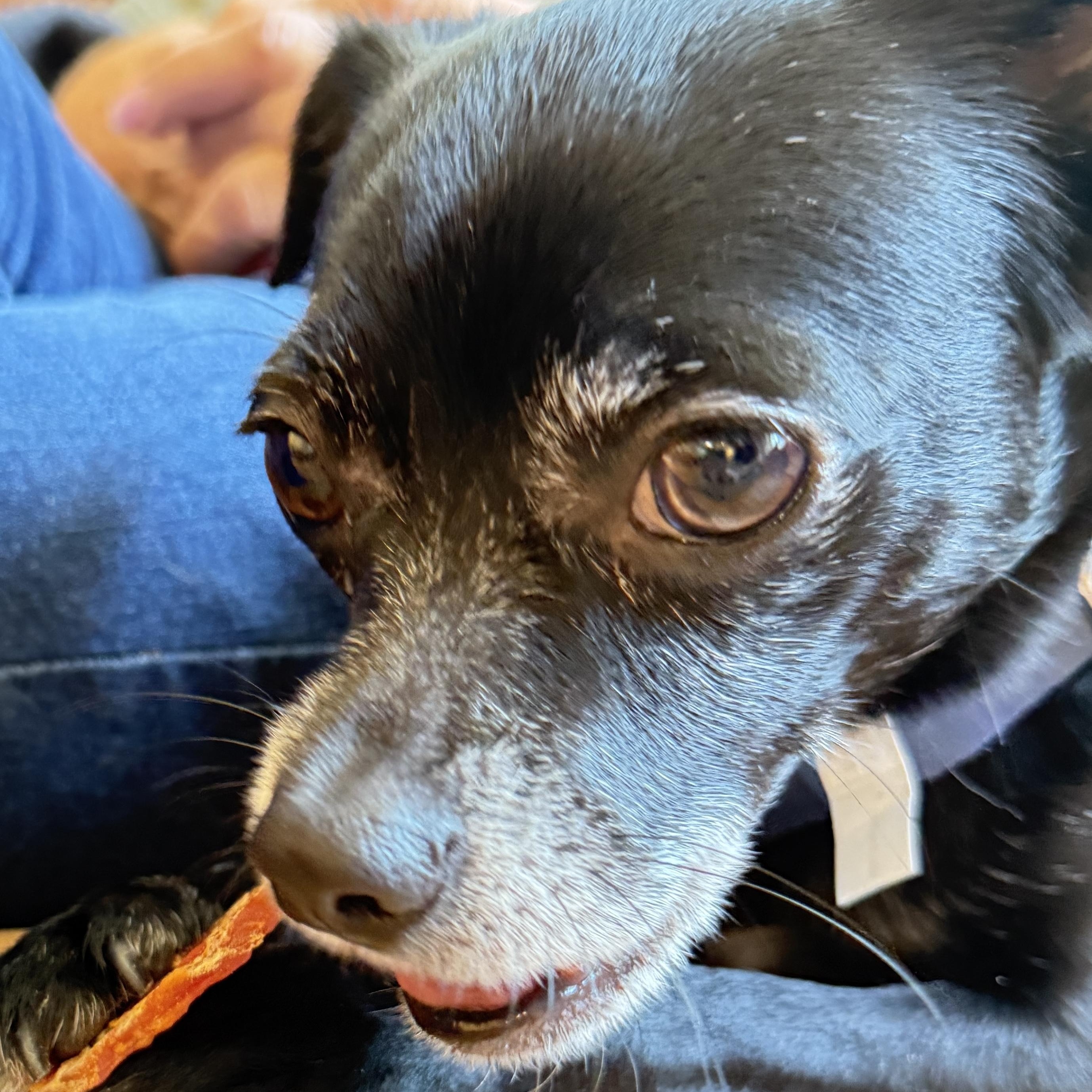 Enlarge Zuzu, a Adoptable Chihuahua in Charlotte, NC image 4/6