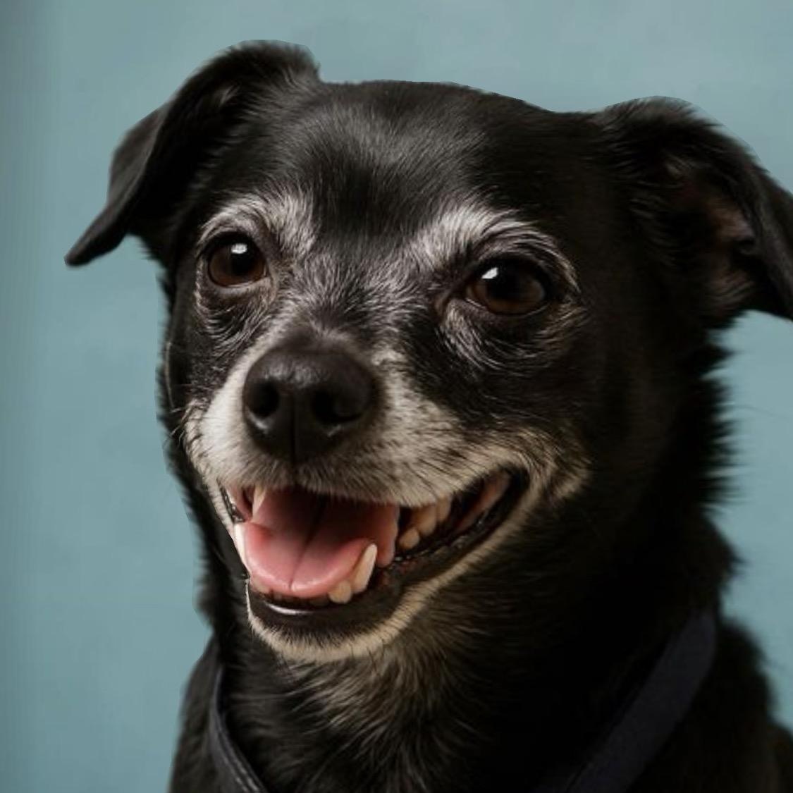 Enlarge Zuzu, a Adoptable Chihuahua in Charlotte, NC image 2/6