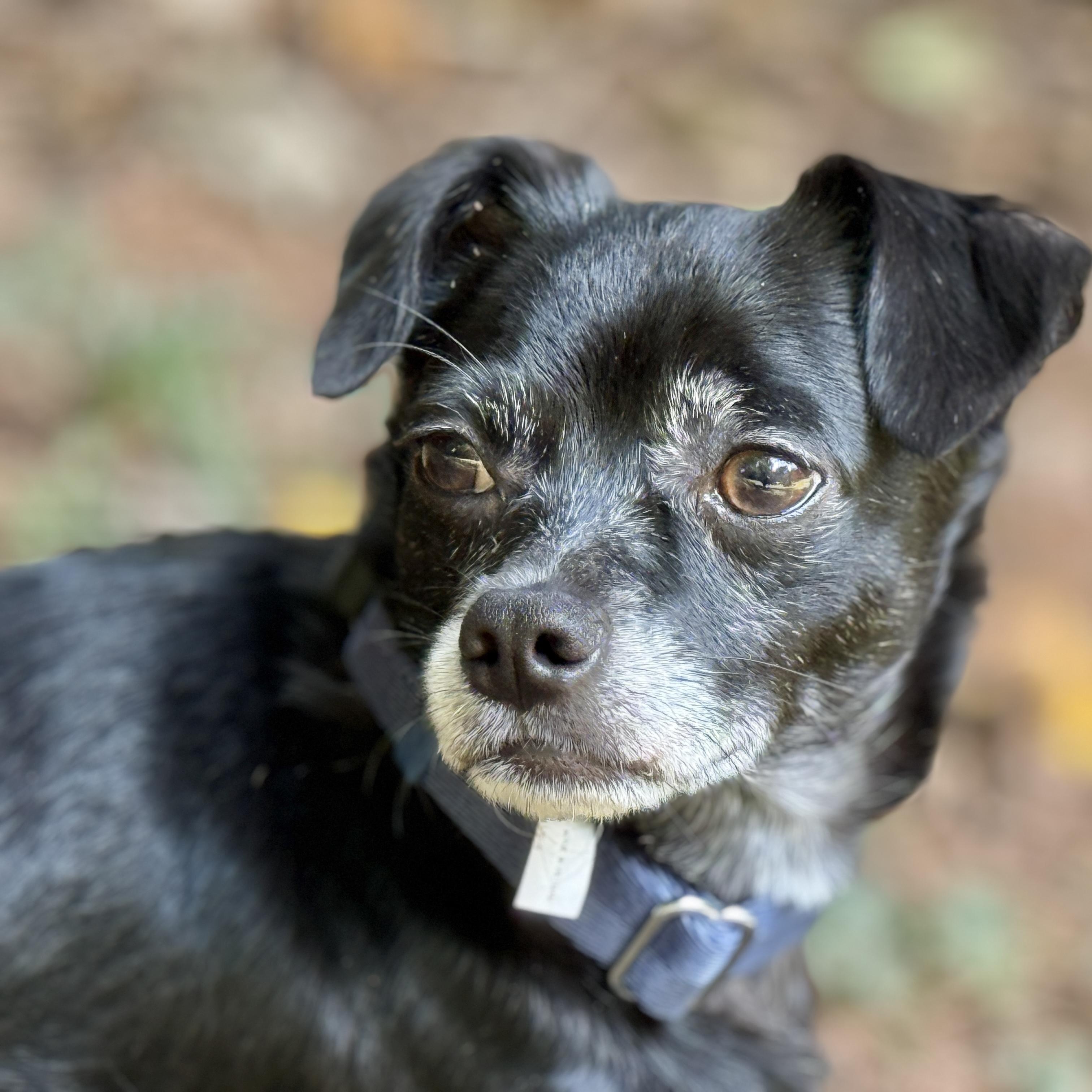Enlarge Zuzu, a Adoptable Chihuahua in Charlotte, NC image 1/6