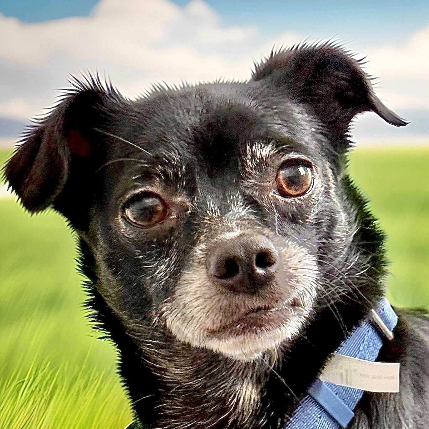 Enlarge Zuzu, a Adoptable Chihuahua in Charlotte, NC image 3/6