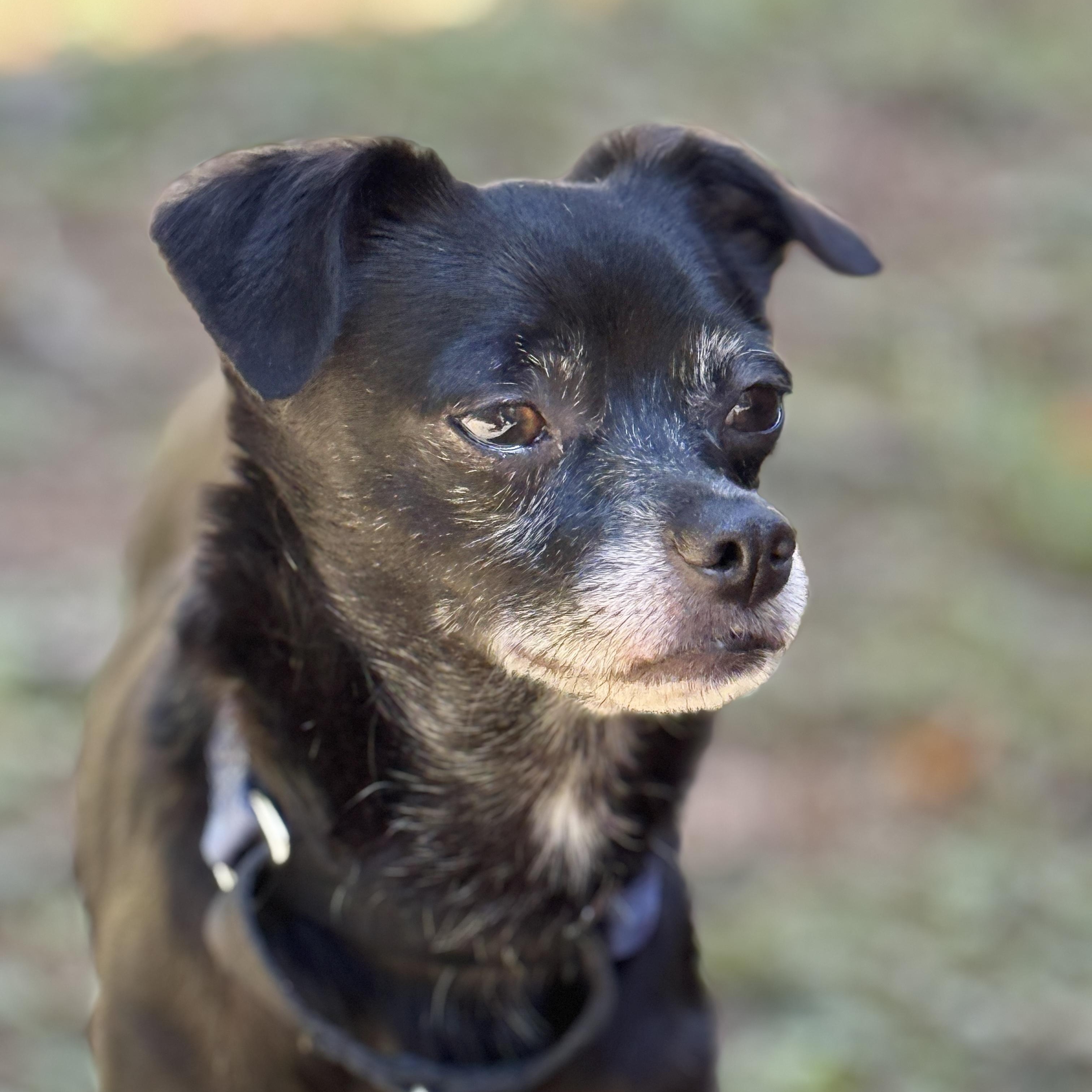 Enlarge Zuzu, a Adoptable Chihuahua in Charlotte, NC image 5/6