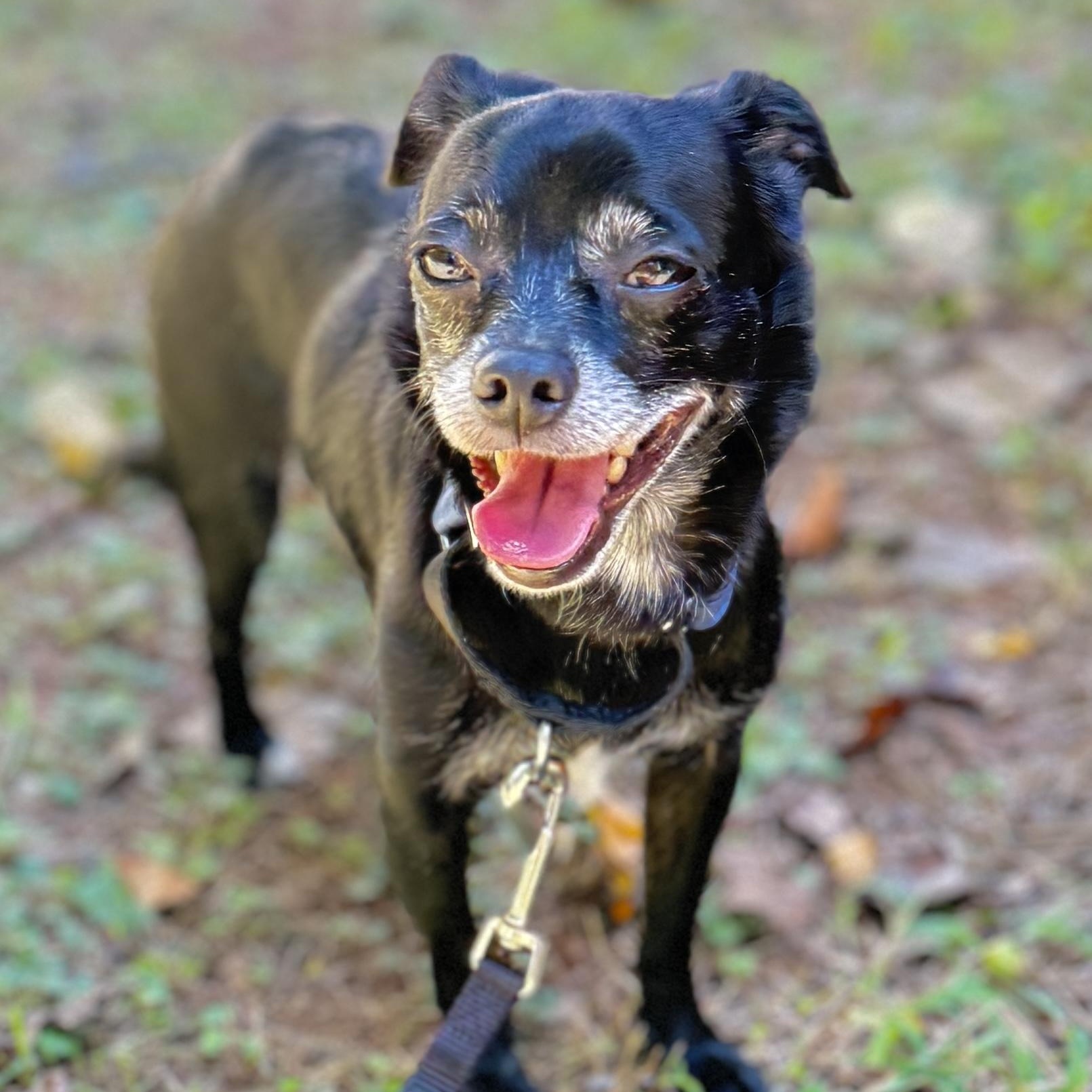 Enlarge Zuzu, a Adoptable Chihuahua in Charlotte, NC image 6/6