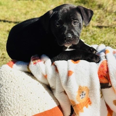 Wrangler, a Adoptable mixed breed in Williston, FL image 1/6