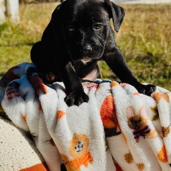 Wrangler, a Adoptable mixed breed in Williston, FL image 2/6