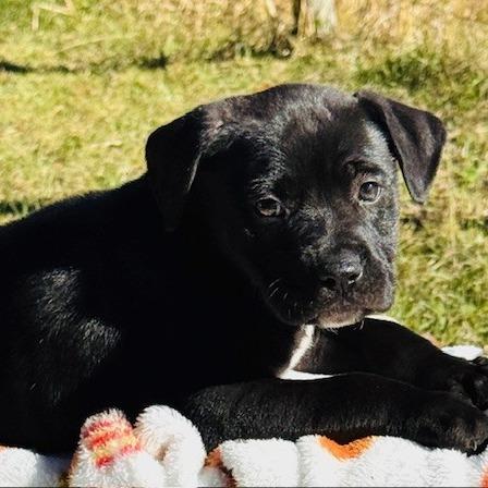 Wrangler, a Adoptable mixed breed in Williston, FL image 3/6