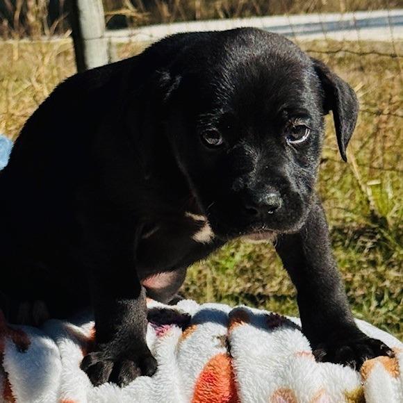 Wrangler, a Adoptable mixed breed in Williston, FL image 4/6
