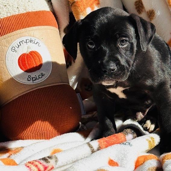 Wrangler, a Adoptable mixed breed in Williston, FL image 5/6