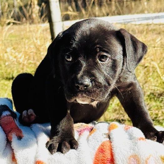 Wrangler, a Adoptable mixed breed in Williston, FL image 6/6