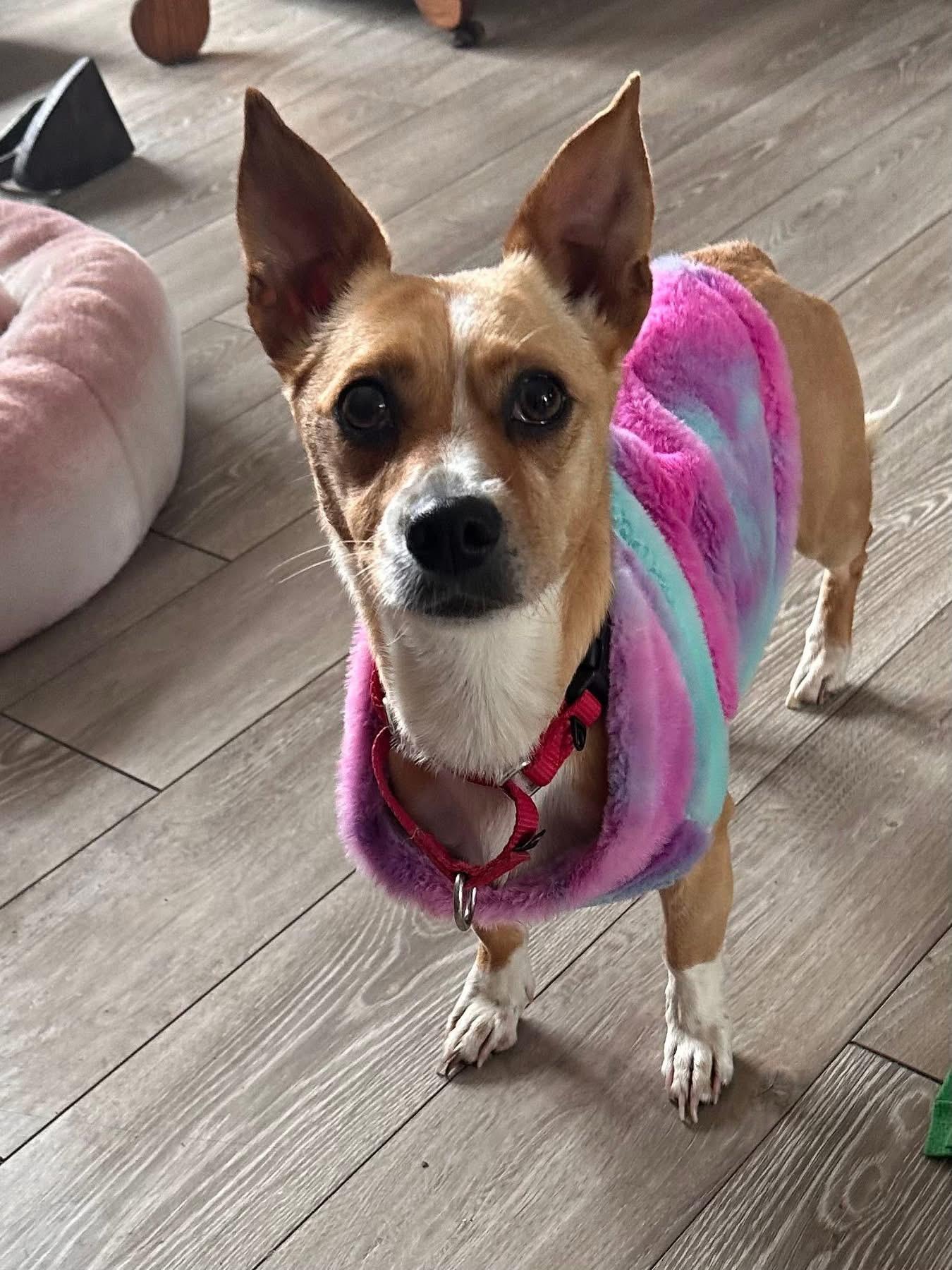 Enlarge Goldie , a ADOPTABLE mixed breed in Wappingers Falls, NY image 1/5