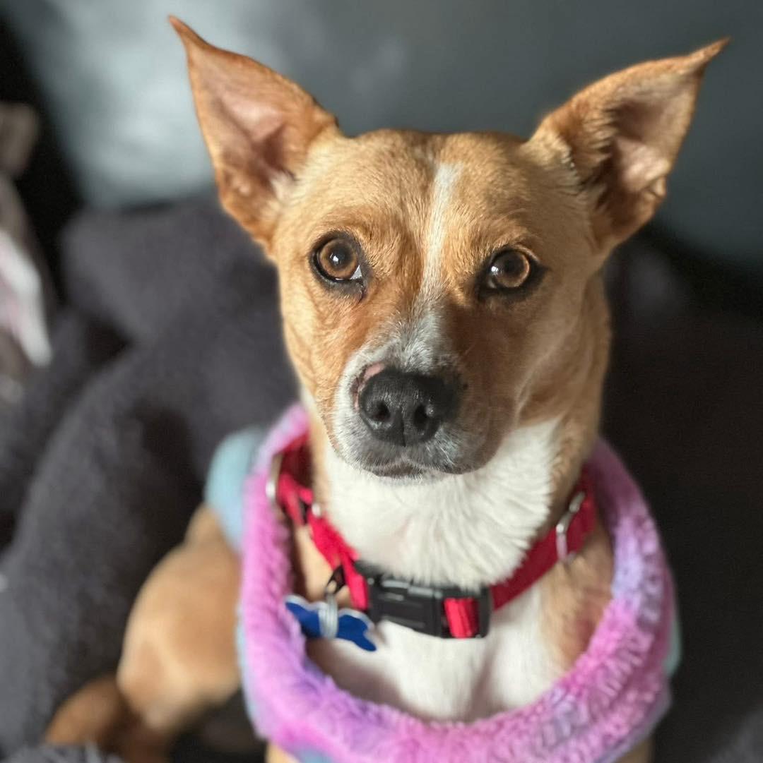 Enlarge Goldie , a ADOPTABLE mixed breed in Wappingers Falls, NY image 4/5