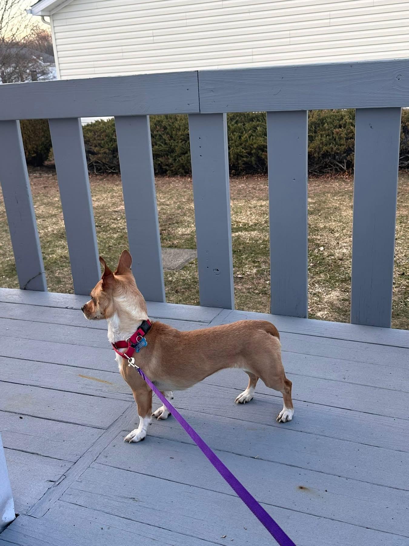Enlarge Goldie , a ADOPTABLE mixed breed in Wappingers Falls, NY image 5/5