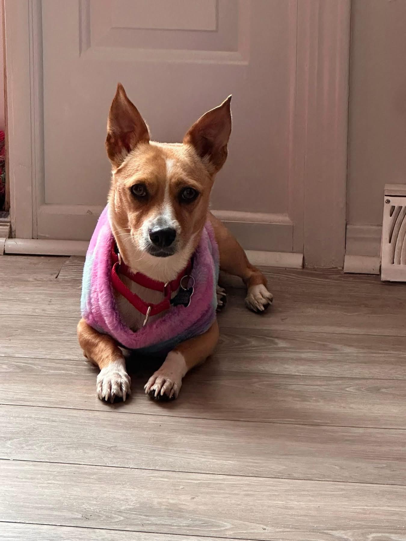 Enlarge Goldie , a ADOPTABLE mixed breed in Wappingers Falls, NY image 3/5