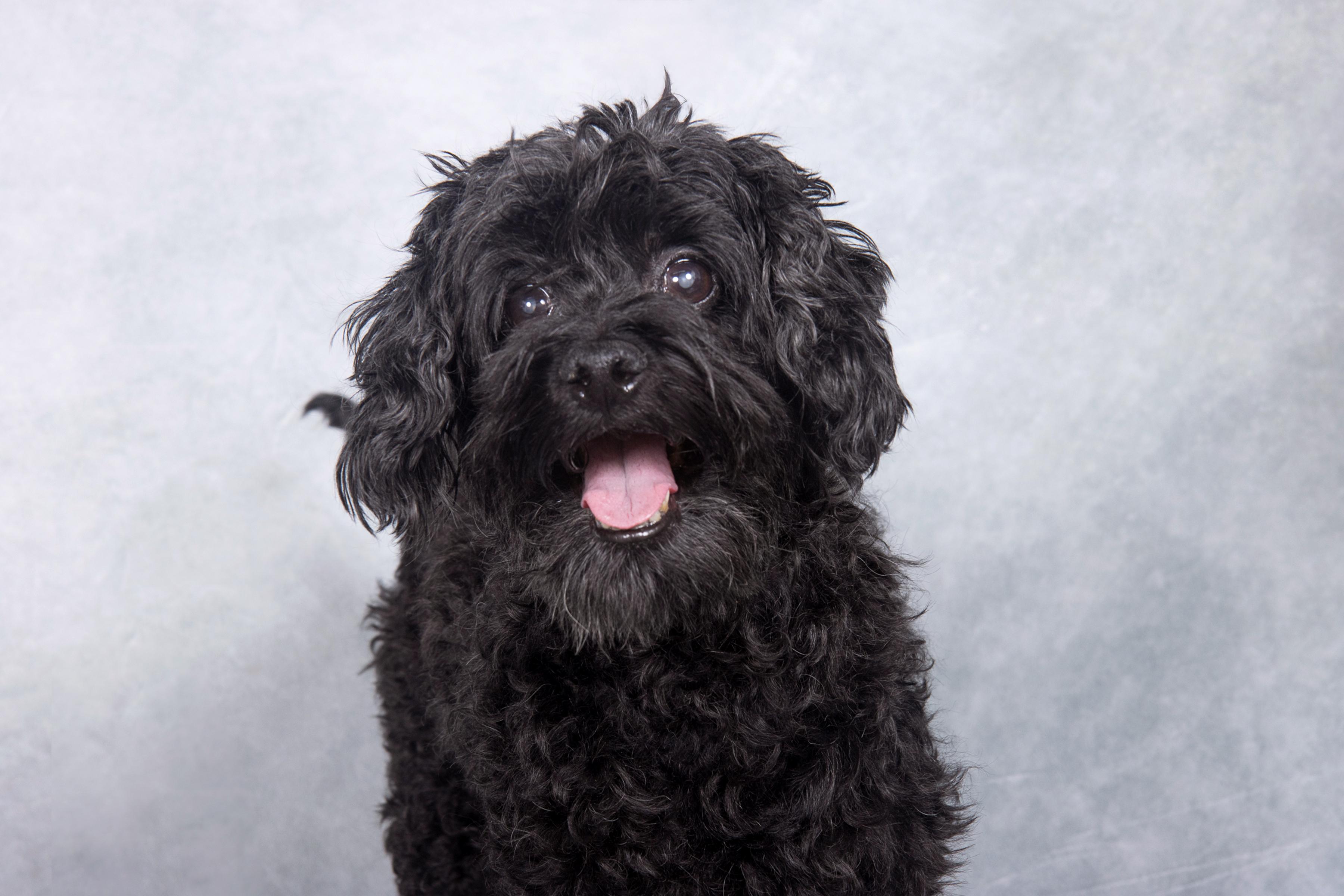 Alex, a Adopted mixed breed in Cleveland, OH image 1/4