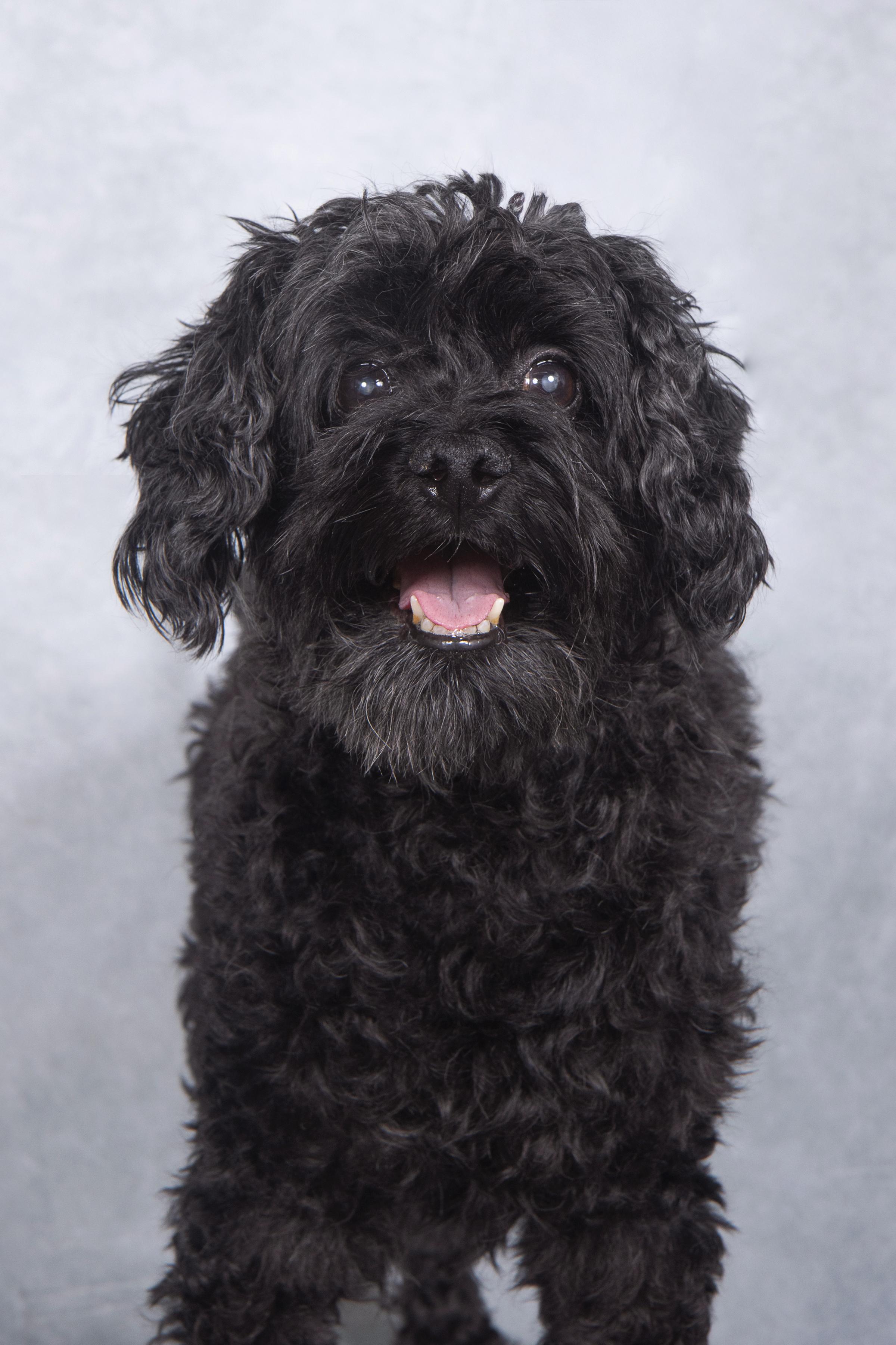 Alex, a Adopted mixed breed in Cleveland, OH image 3/4