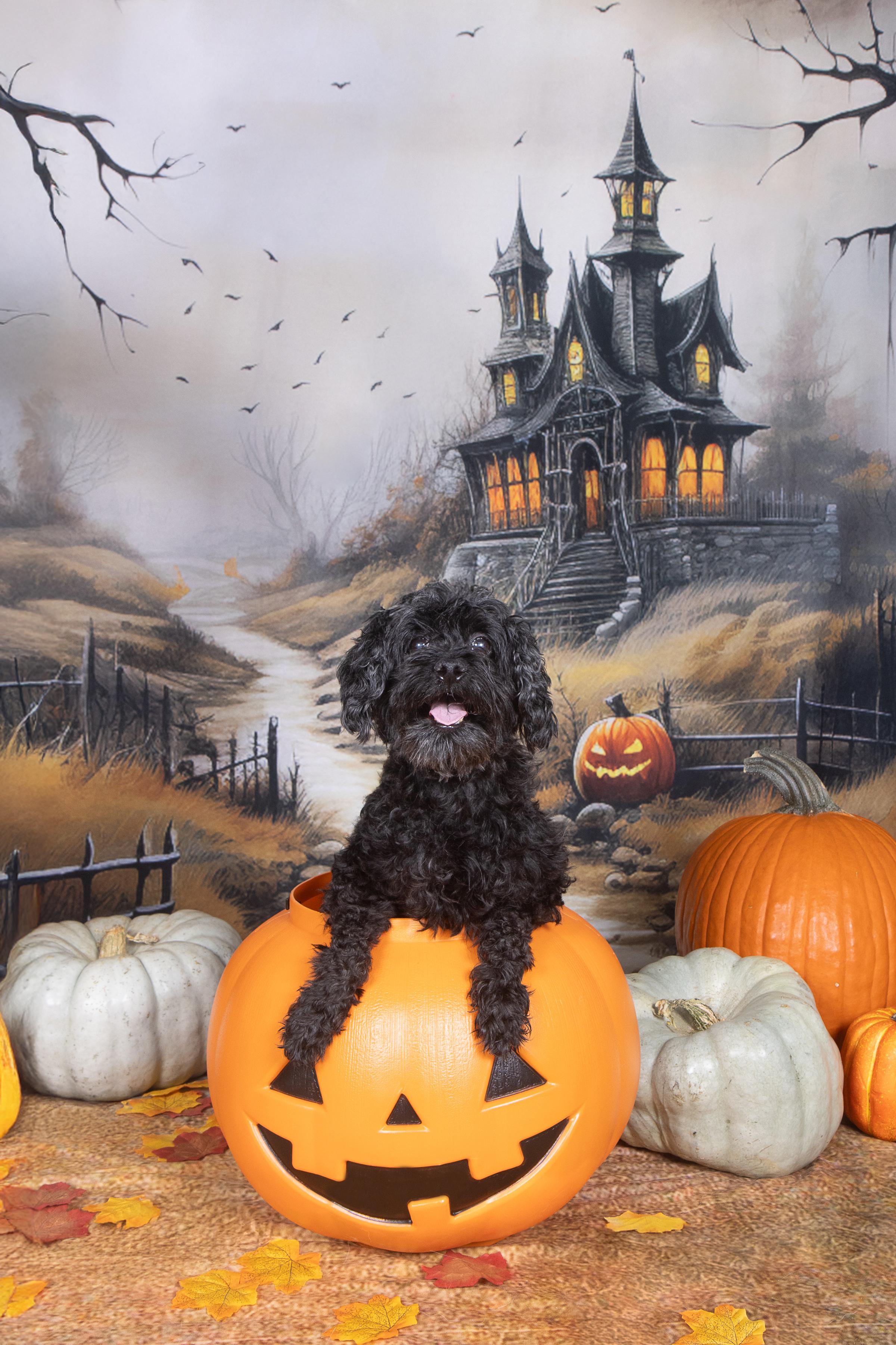 Alex, a Adopted mixed breed in Cleveland, OH image 4/4