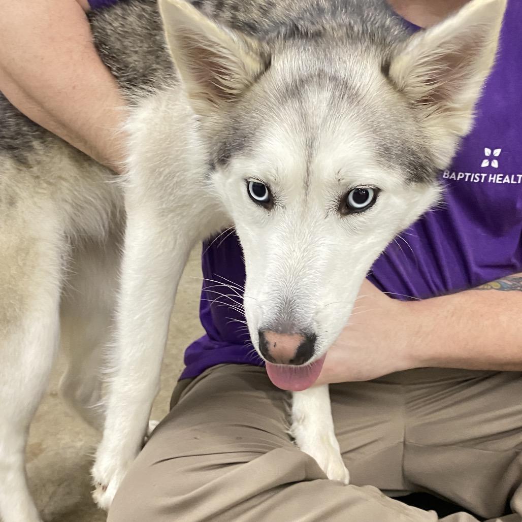 Stacy, Adoptable, Adult Female Husky.