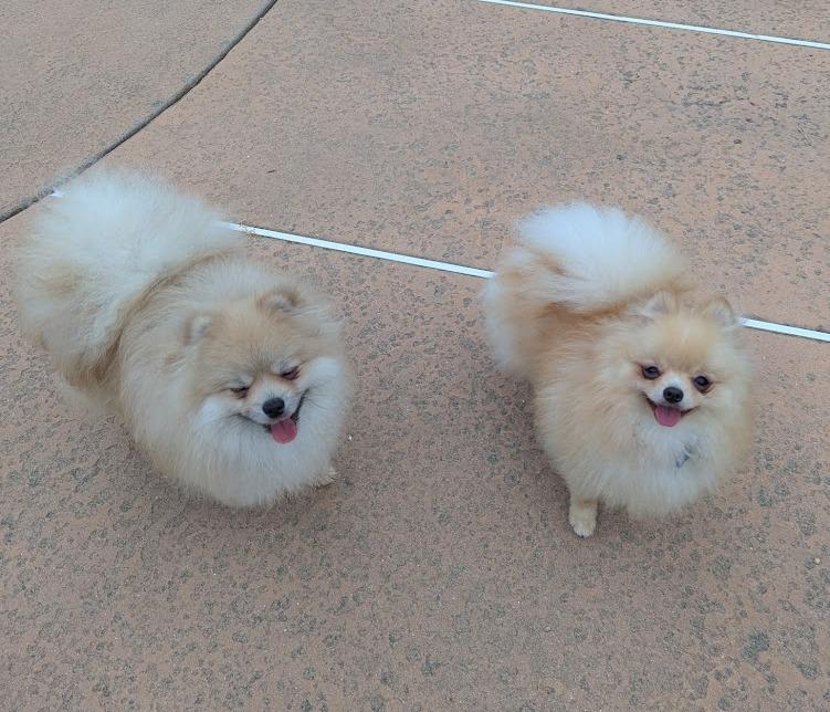 Murphy and Chip, ADOPTABLE, Young Male Pomeranian.
