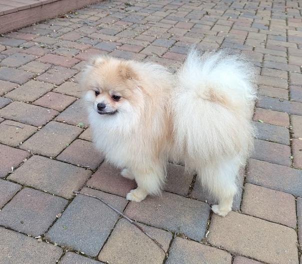 Enlarge Murphy and Chip, a Adoptable Pomeranian in Roseville, CA image 5/5
