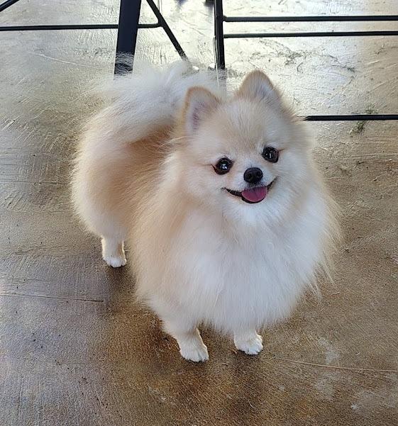 Enlarge Murphy and Chip, a Adoptable Pomeranian in Roseville, CA image 4/5