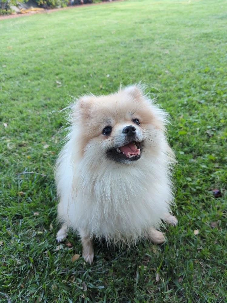 Enlarge Murphy and Chip, a ADOPTABLE Pomeranian in Roseville, CA image 3/3
