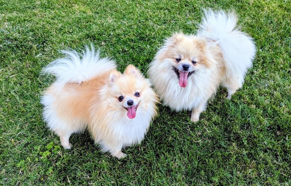 Murphy and Chip, ADOPTABLE, Young Male Pomeranian.