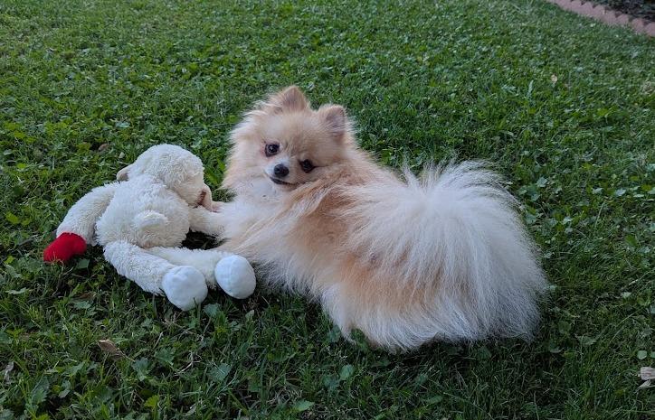 Enlarge Murphy and Chip, a ADOPTABLE Pomeranian in Roseville, CA image 2/3