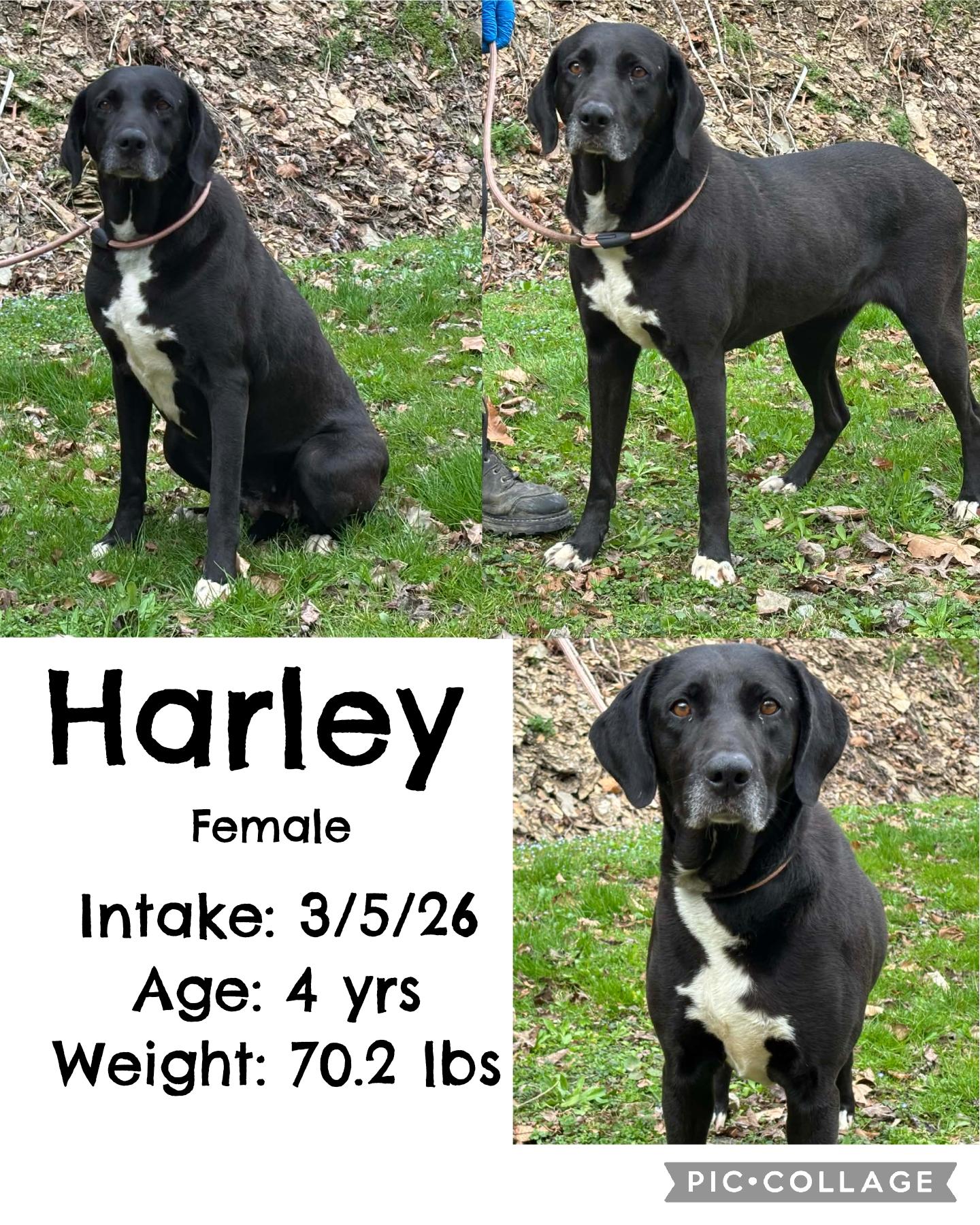 Enlarge Harley, a ADOPTABLE mixed breed in Staffordsville, KY image 1/1