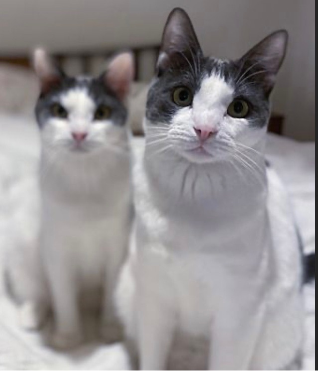 Enlarge Ranger (bonded to Walker), a Adoptable Domestic Short Hair in Los Angeles, CA image 4/6