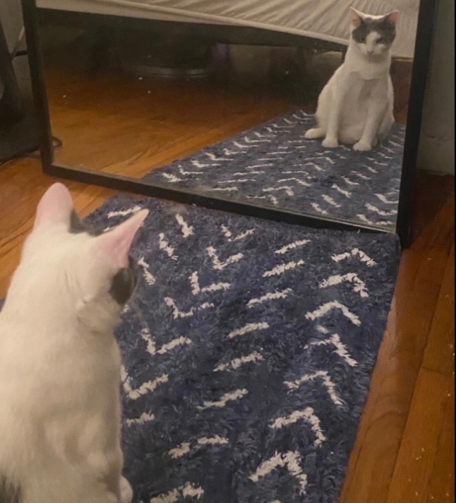 Enlarge Ranger (bonded to Walker), a Adoptable Domestic Short Hair in Los Angeles, CA image 5/6