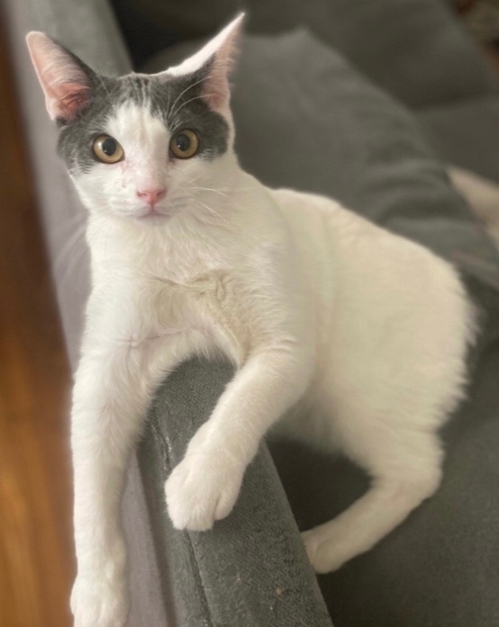 Ranger (bonded to Walker), Adoptable, Young Male Domestic Short Hair.