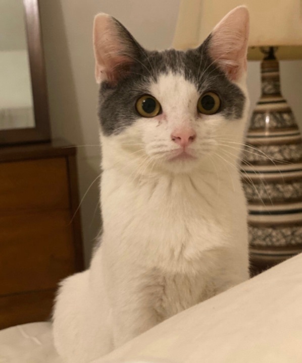 Enlarge Ranger (bonded to Walker), a Adoptable Domestic Short Hair in Los Angeles, CA image 6/6