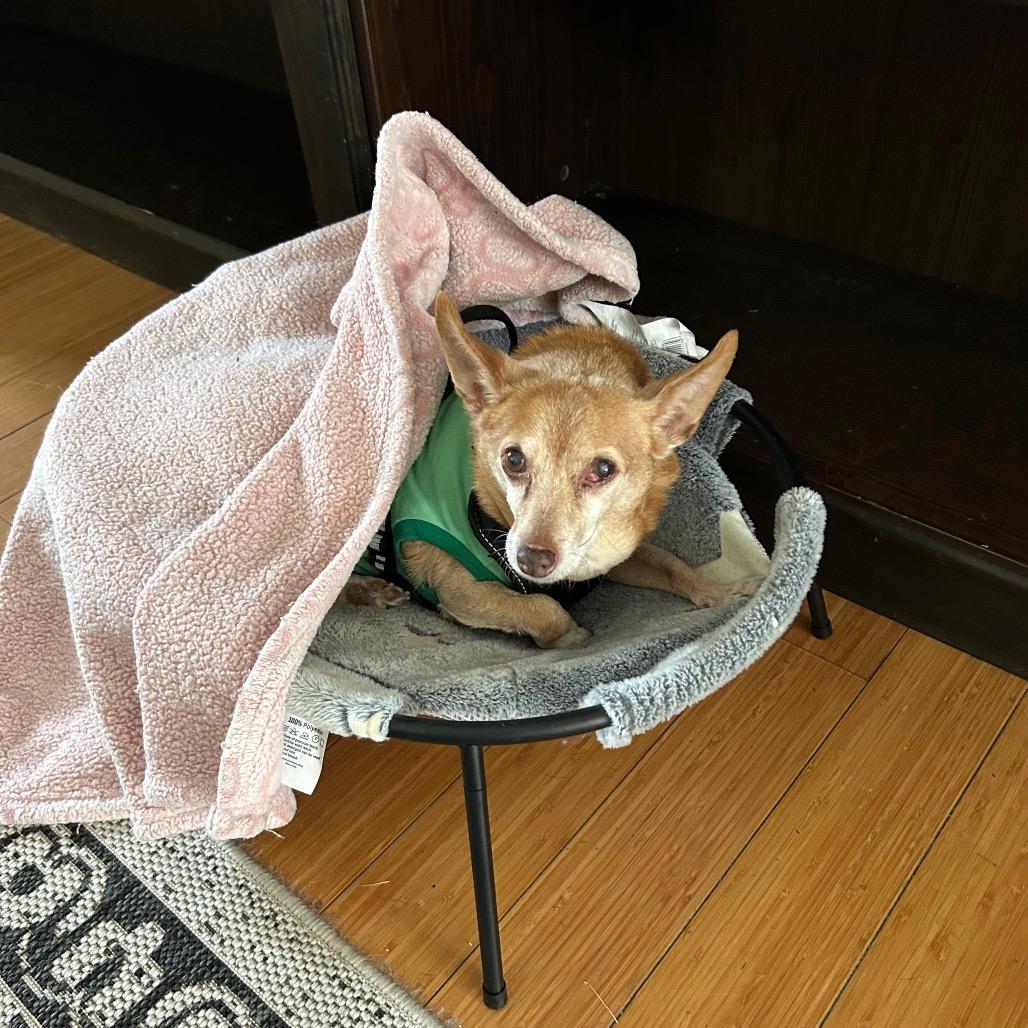 TITO, Adoptable, Senior Male Chihuahua.