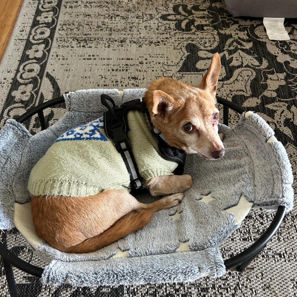 Enlarge TITO, a Adoptable mixed breed in Berlin, NJ image 5/6