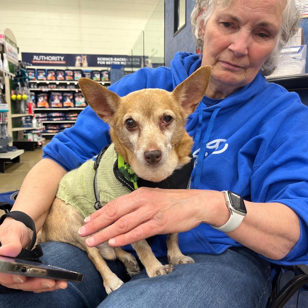 Enlarge TITO, a Adoptable mixed breed in Berlin, NJ image 4/6