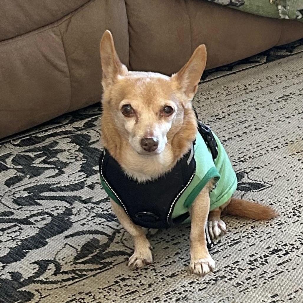 Enlarge TITO, a Adoptable mixed breed in Berlin, NJ image 6/6