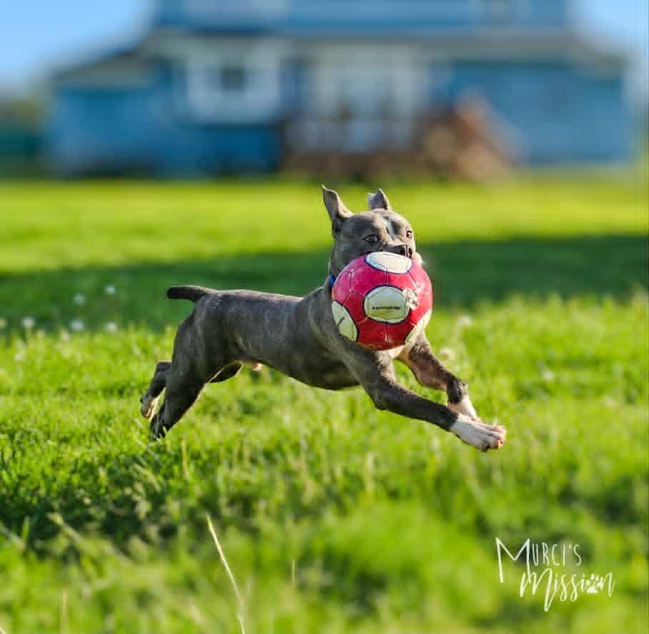 Crunchy Roll, a Adoptable mixed breed in Spokane , WA image 1/5