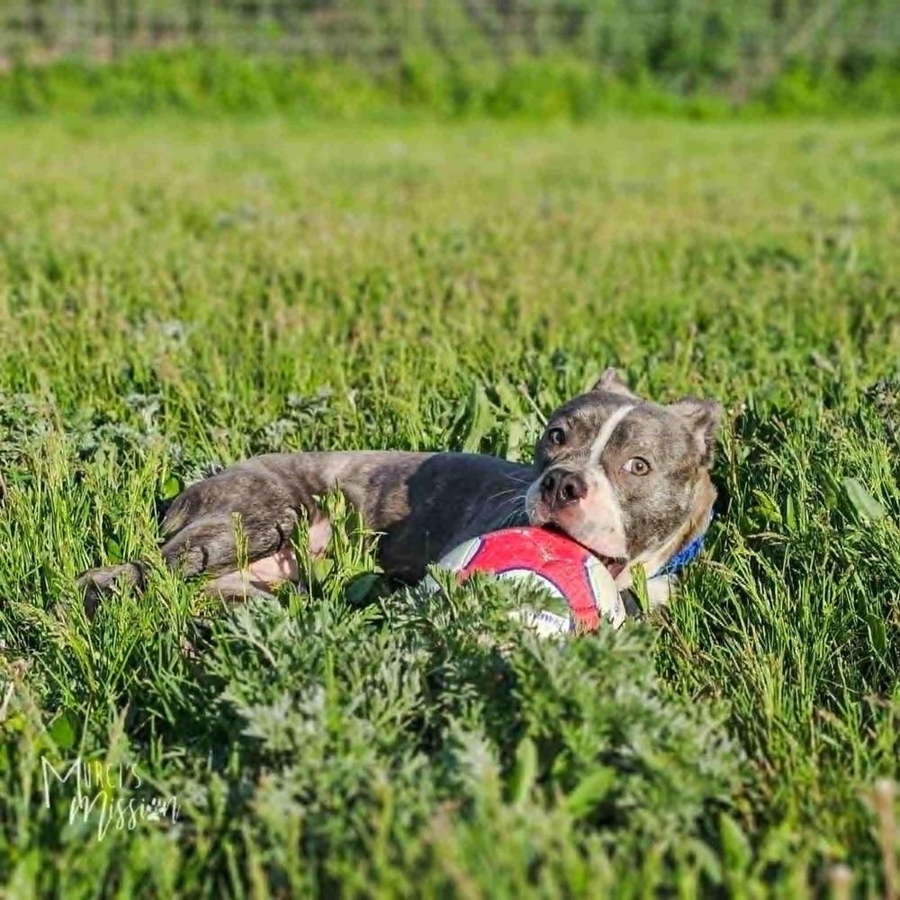 Crunchy Roll, a Adoptable mixed breed in Spokane , WA image 2/5
