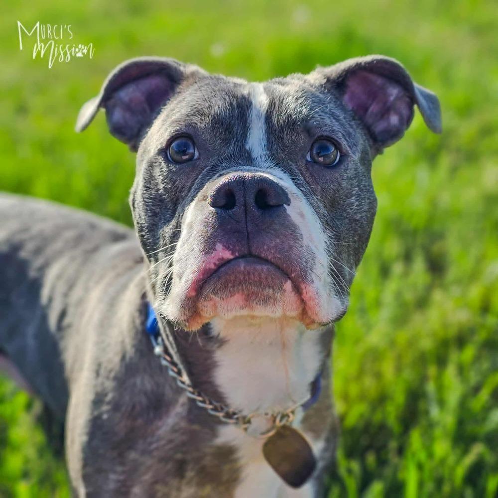 Crunchy Roll, a Adoptable mixed breed in Spokane , WA image 3/5