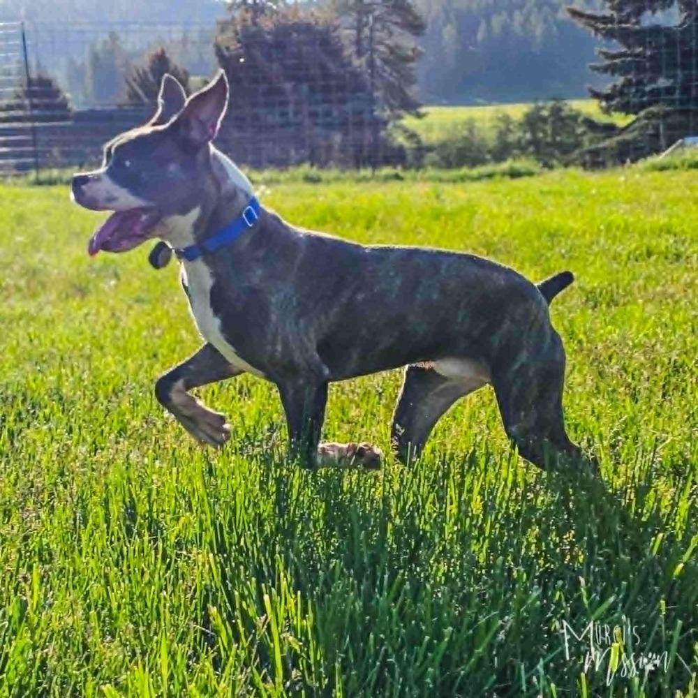 Crunchy Roll, a Adoptable mixed breed in Spokane , WA image 4/5