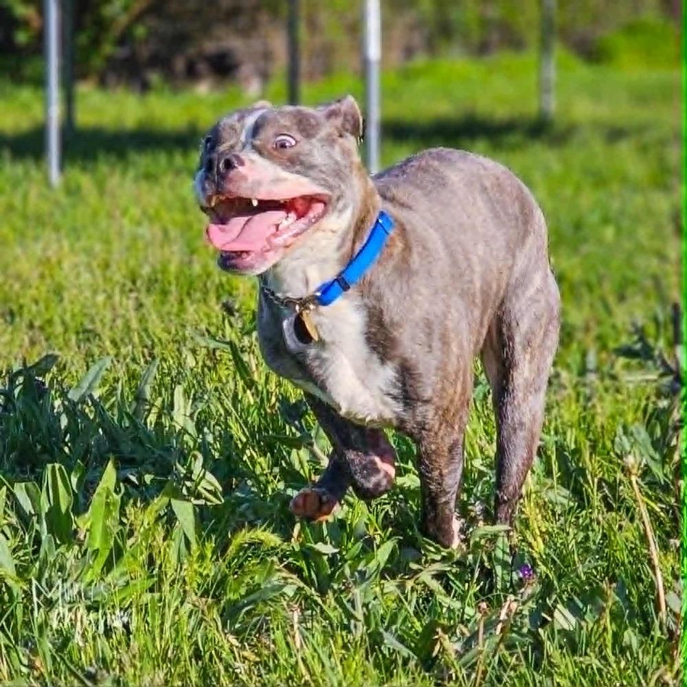 Crunchy Roll, a Adoptable mixed breed in Spokane , WA image 5/5