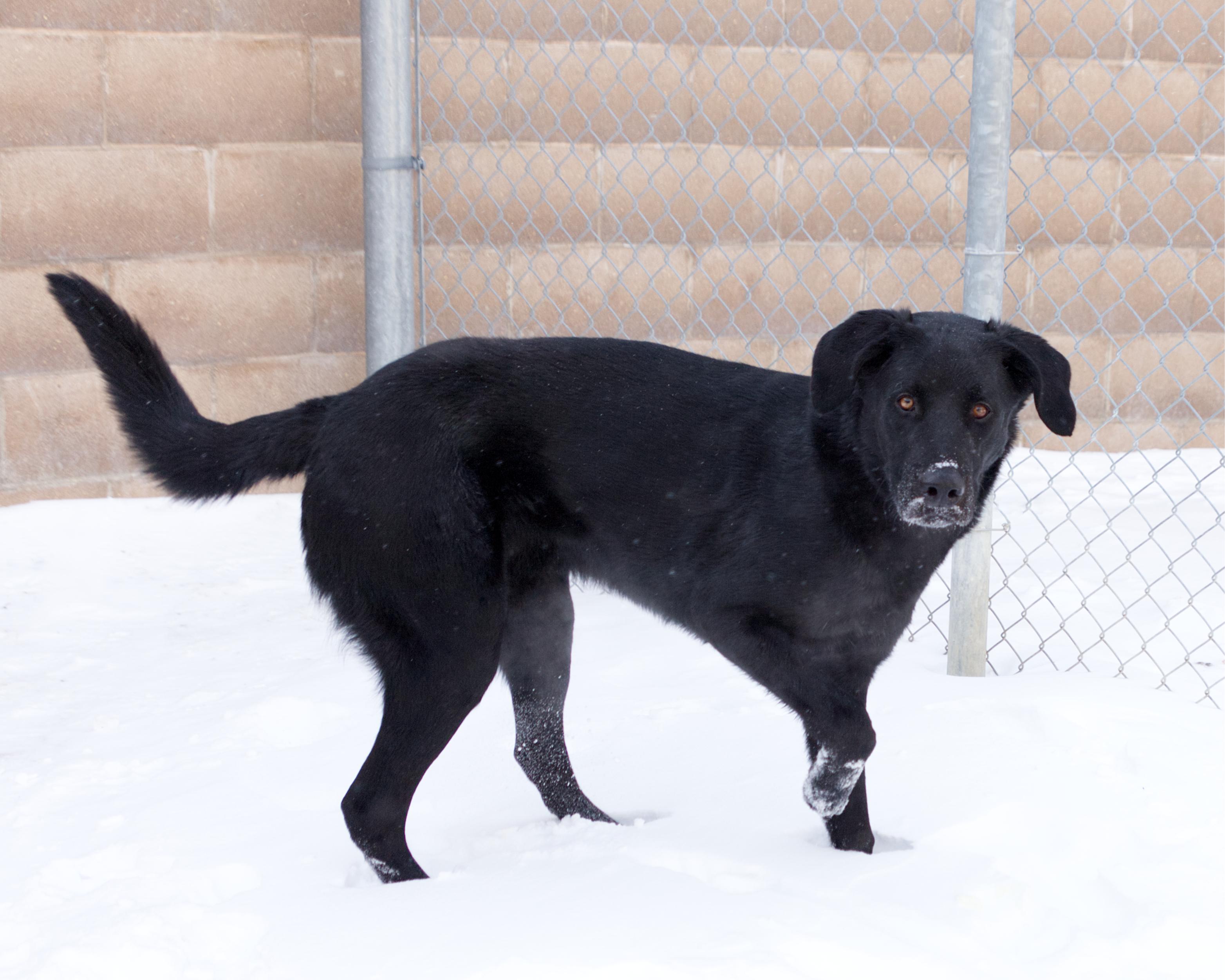 Enlarge Eddie, an adoptable mixed breed in Winnipeg, MB image 2/3