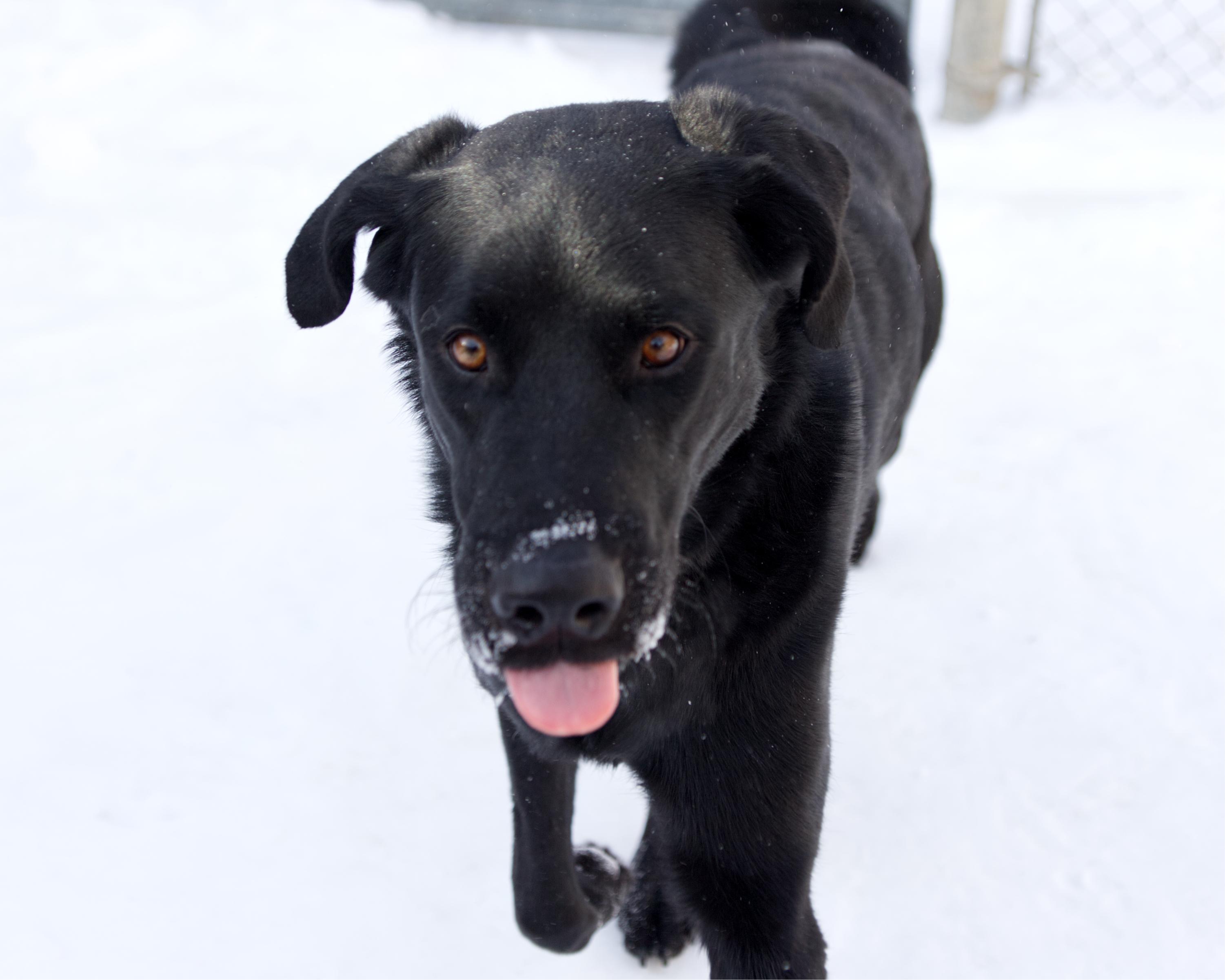 Enlarge Eddie, an adoptable mixed breed in Winnipeg, MB image 3/3