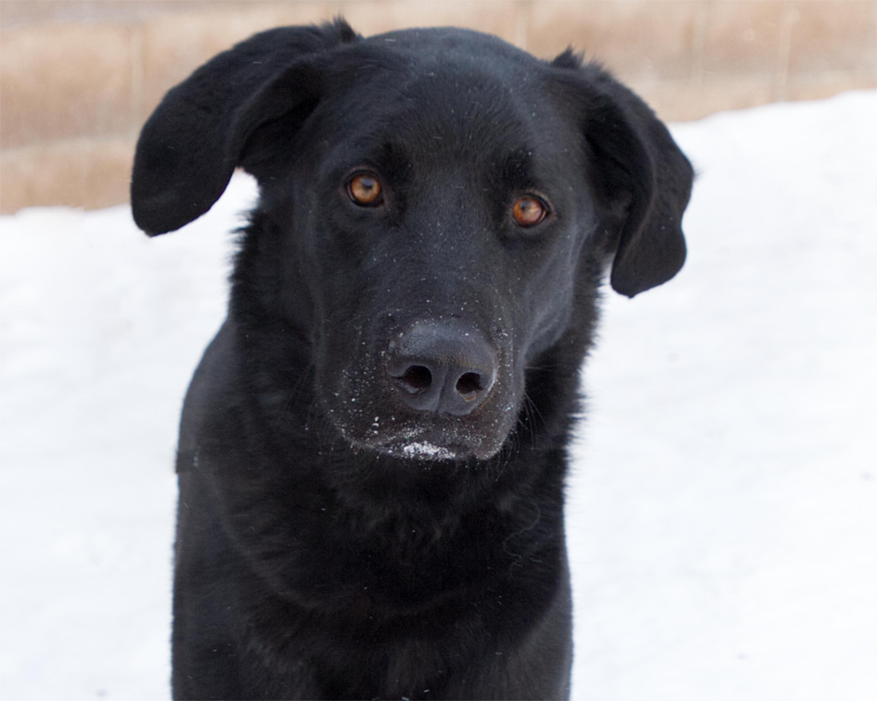 Eddie, adoptable, Adult Male Labrador Retriever.