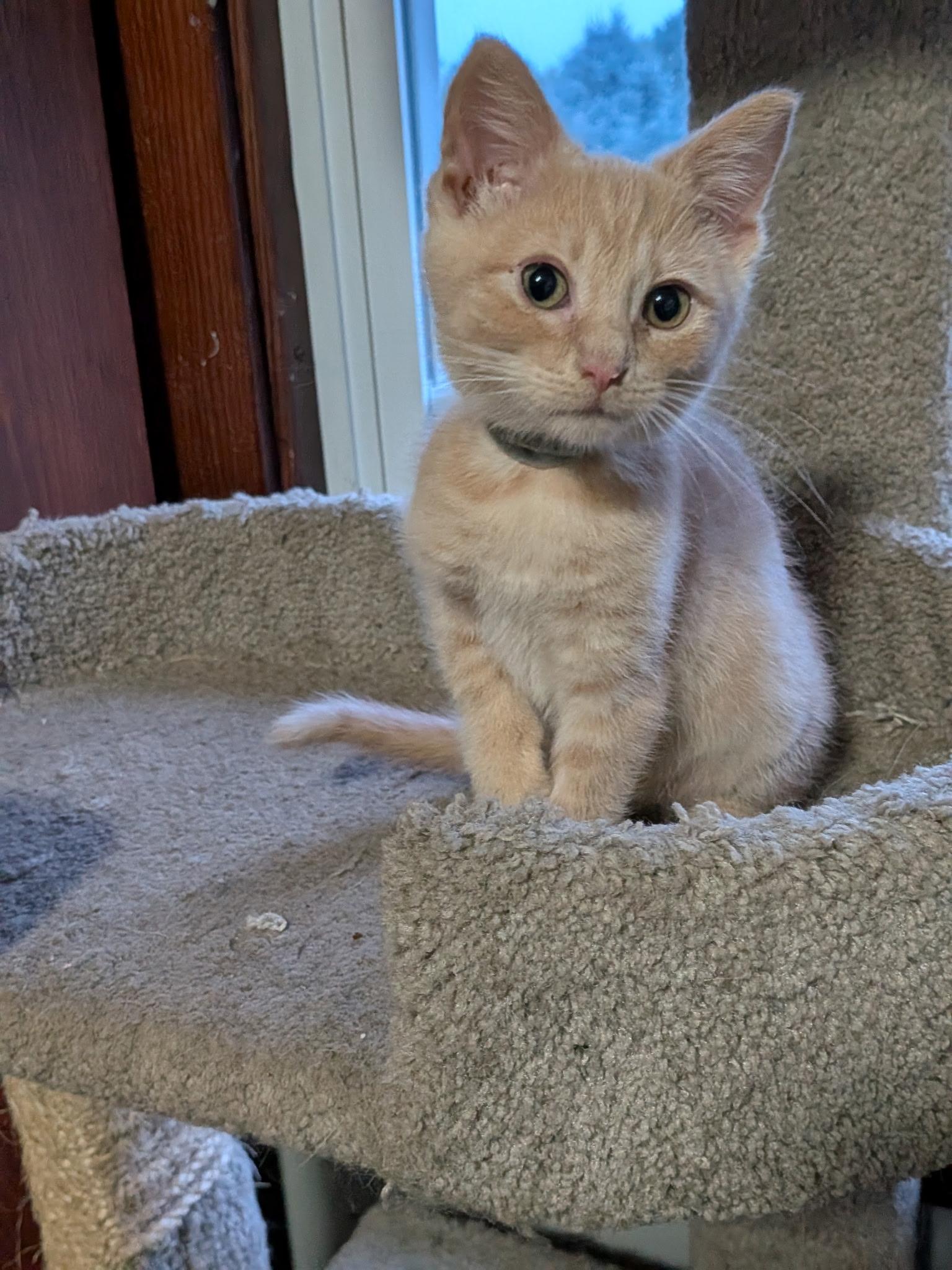 Enlarge Beau, a Adoptable American Shorthair in Waverly, IA image 1/4